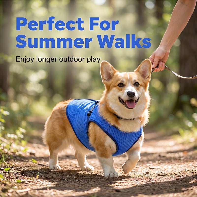 Cooling Dog Vest – Breathable Mesh, Heat Relief, Active Pets
